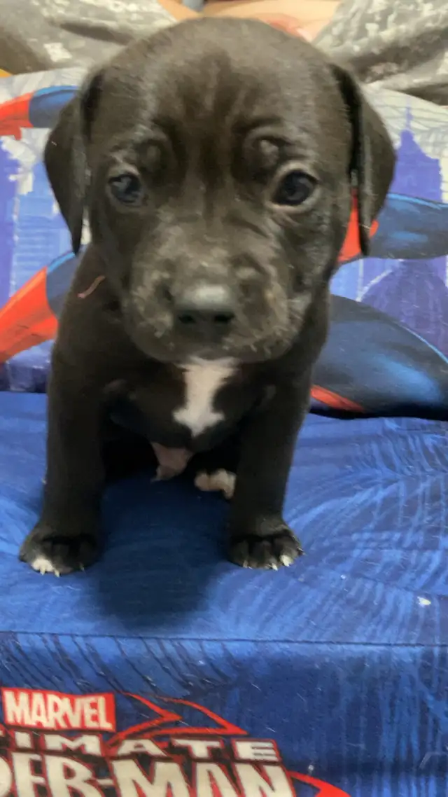 puppies for sale.$800 Mom is - Photo 3