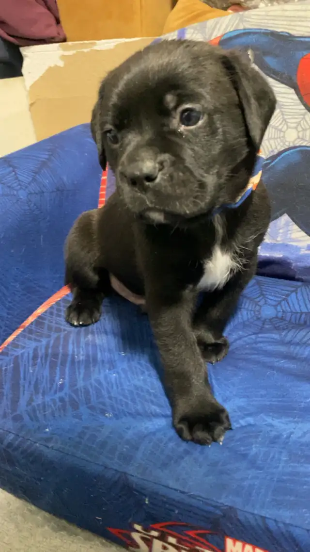 puppies for sale.$800 Mom is - Photo 4