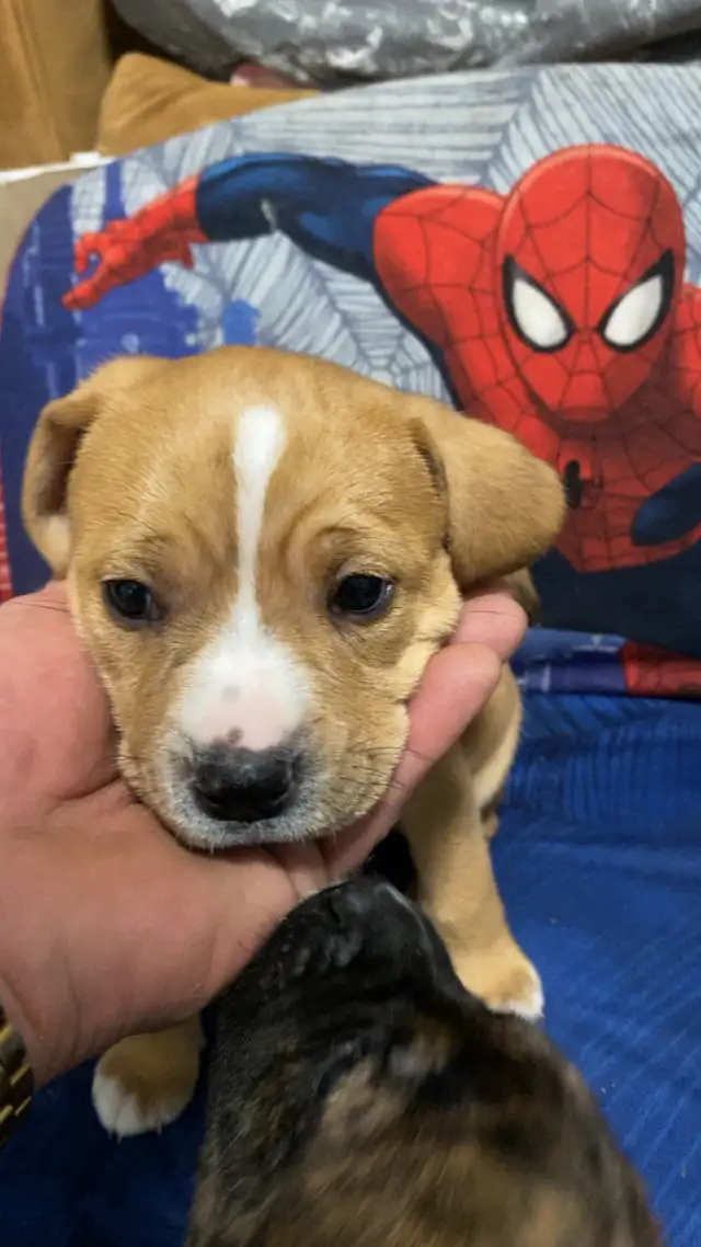 puppies for sale.$800 Mom is - Photo 5