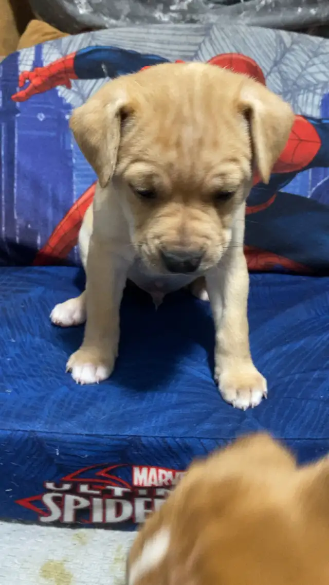 puppies for sale.$800 Mom is - Photo 6