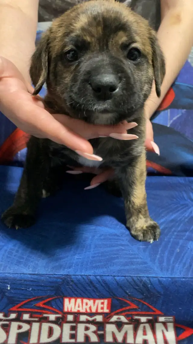 puppies for sale.$800 Mom is - Photo 7