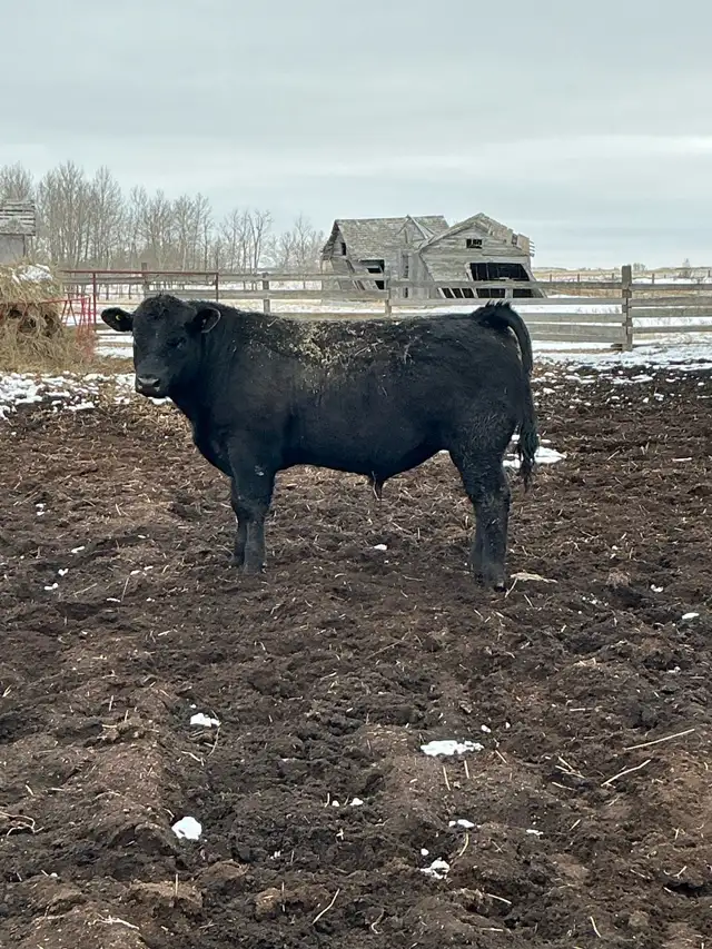 Pure Bred Maine Anjou Bulls