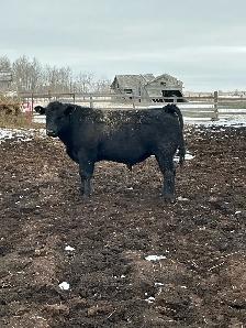 Pure Bred Maine Anjou Bulls