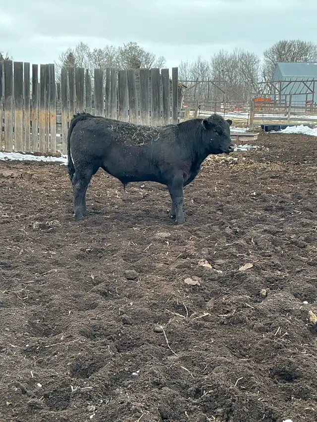Pure Bred Maine Anjou Bulls - Photo 2