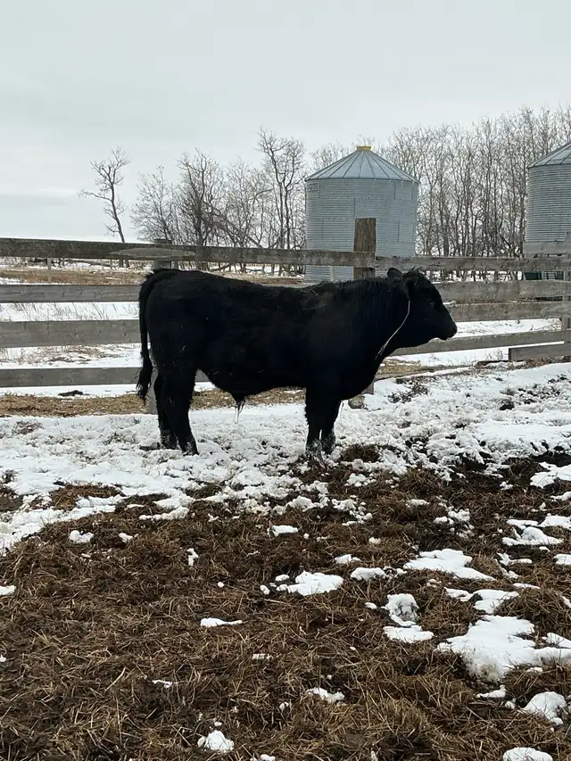 Pure Bred Maine Anjou Bulls - Photo 3