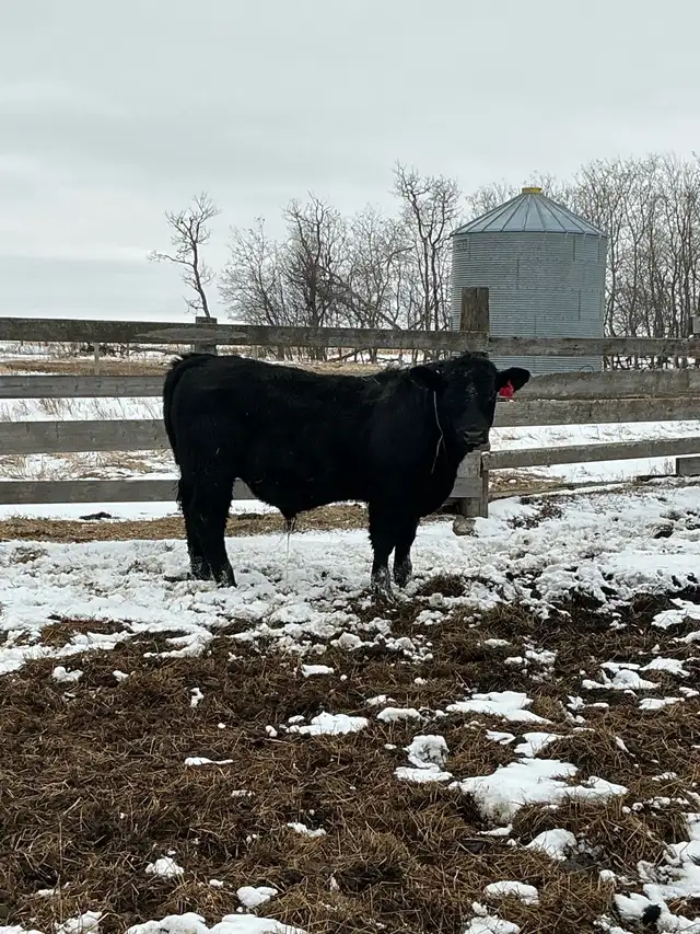 Pure Bred Maine Anjou Bulls - Photo 4