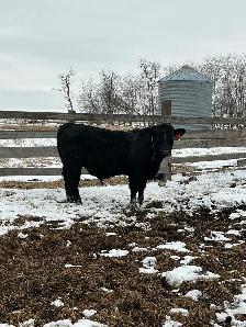 Pure Bred Maine Anjou Bulls - Photo 4