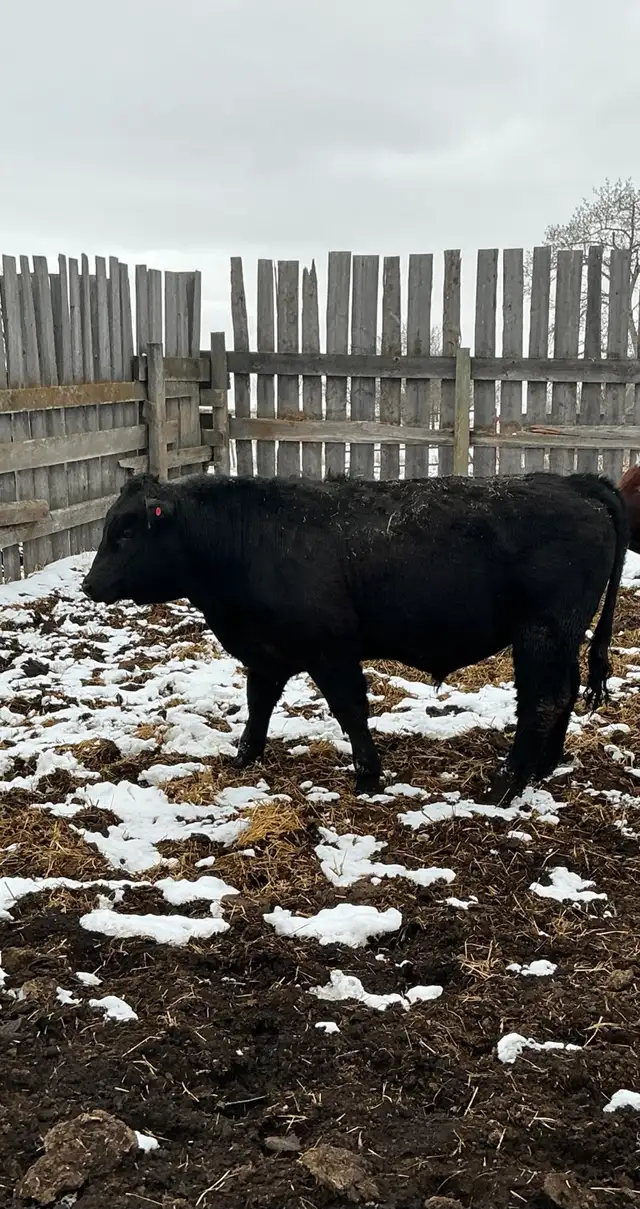 Pure Bred Maine Anjou Bulls - Photo 5