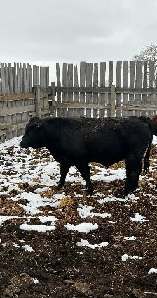 Pure Bred Maine Anjou Bulls - Photo 5