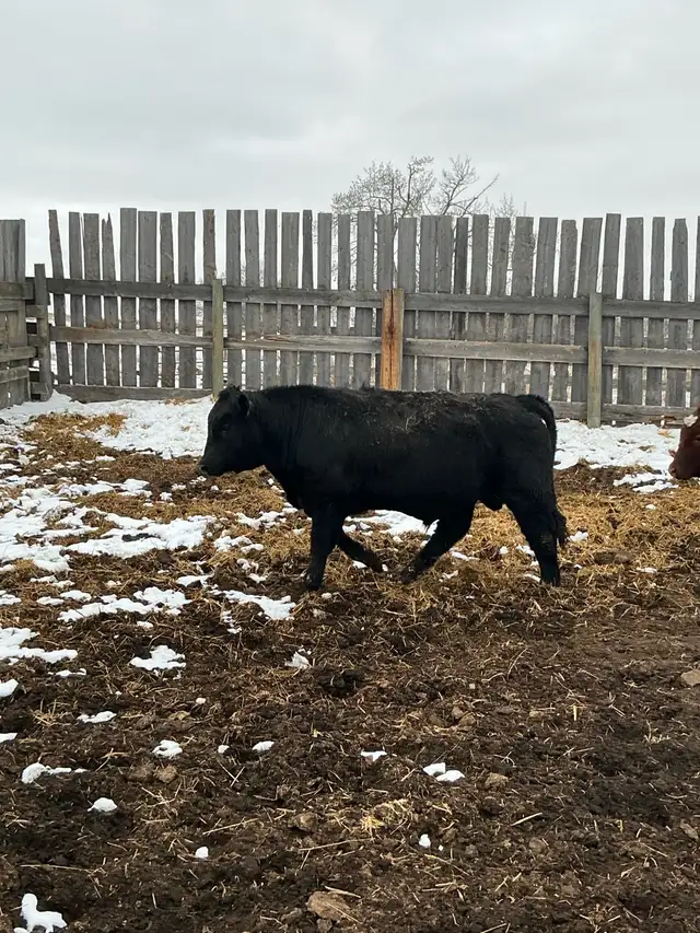 Pure Bred Maine Anjou Bulls - Photo 6