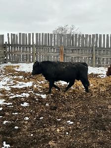 Pure Bred Maine Anjou Bulls - Photo 6