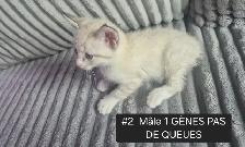 Chatons highland Lynx Mâle et femelles - Photo 3
