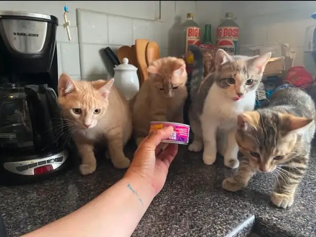 baby kittens