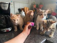 baby kittens