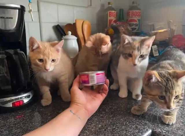 baby kittens - Photo 2