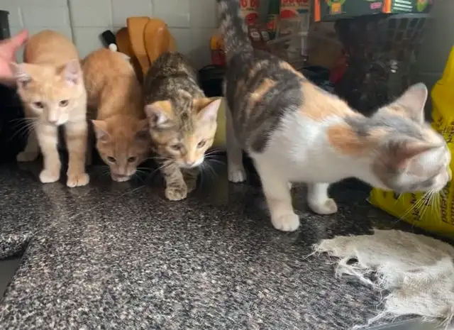 baby kittens - Photo 3
