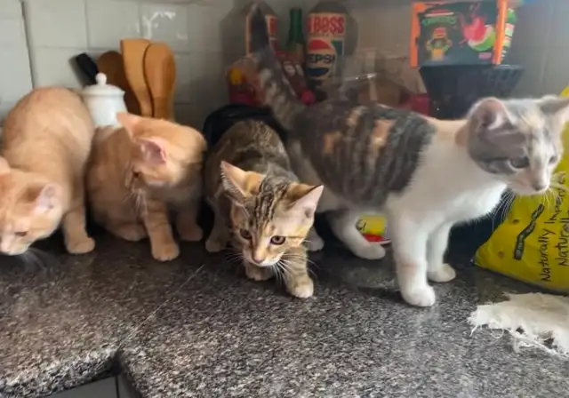 baby kittens - Photo 4
