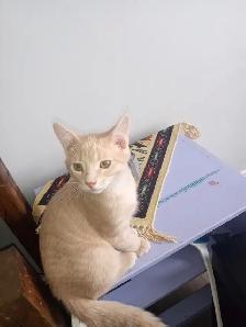 baby kittens - Photo 5