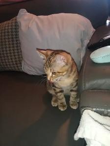 baby kittens - Photo 6