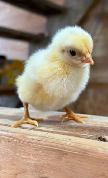 Poussins de poule pondeuse