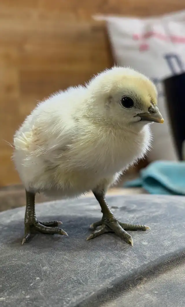 Poussins de poule pondeuse - Photo 3