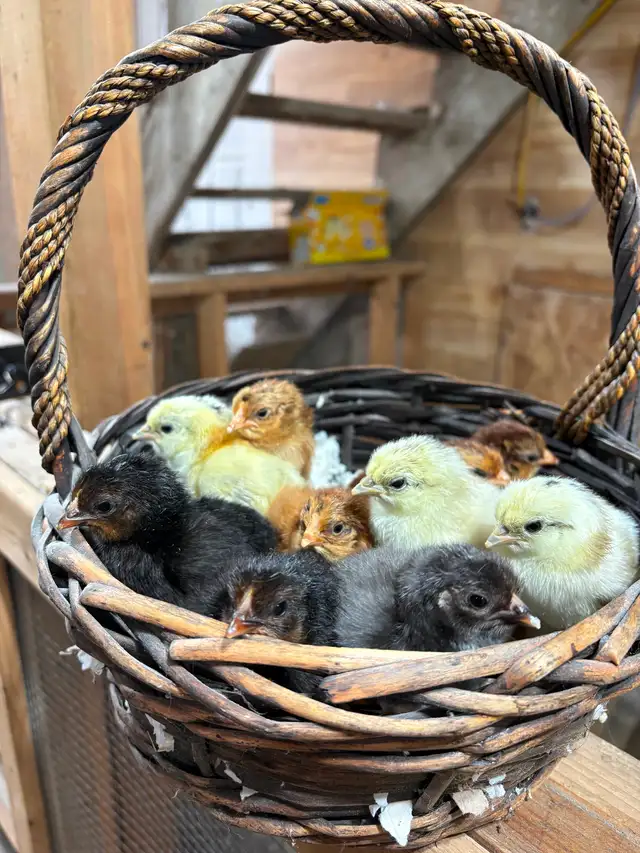 Poussins de poule pondeuse - Photo 4