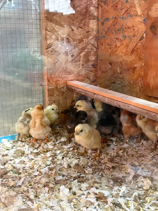 Poussins de poule pondeuse - Photo 5