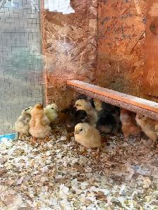 Poussins de poule pondeuse - Photo 5