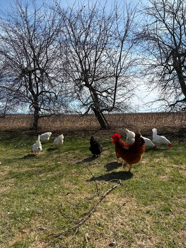 Poussins de poule pondeuse - Photo 6