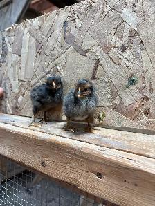 Poussins de poule pondeuse - Photo 7