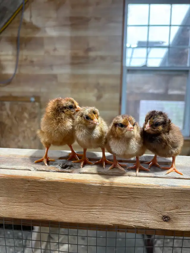 Poussins de poule pondeuse - Photo 8
