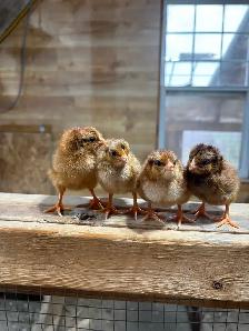 Poussins de poule pondeuse - Photo 8
