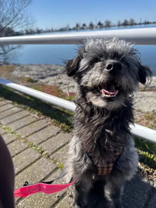 Northbound Paw Dog Boarding and daycare – Liverpool & Bayly Area - Photo 2