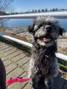 Northbound Paw Dog Boarding and daycare – Liverpool & Bayly Area - Photo 2