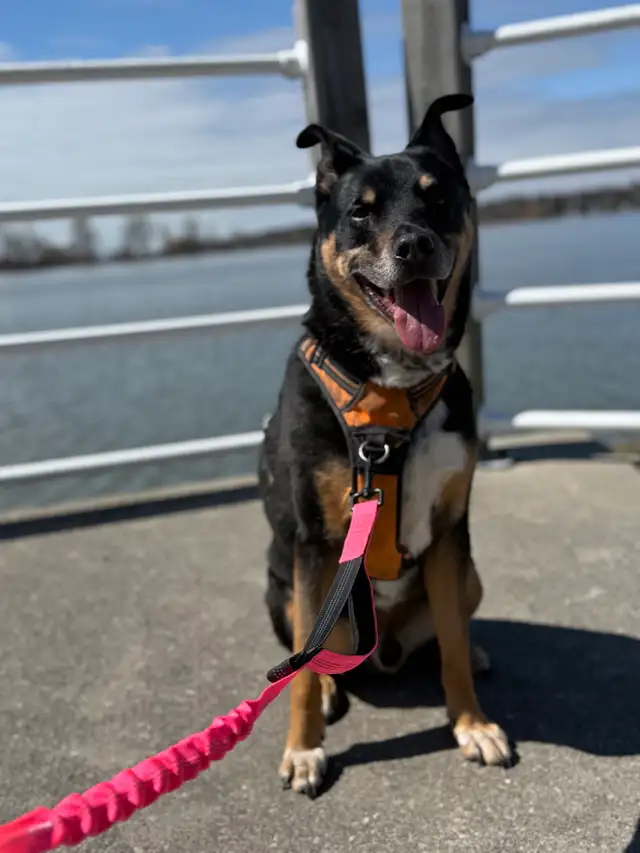 Northbound Paw Dog Boarding and daycare – Liverpool & Bayly Area - Photo 3