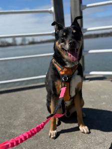 Northbound Paw Dog Boarding and daycare – Liverpool & Bayly Area - Photo 3