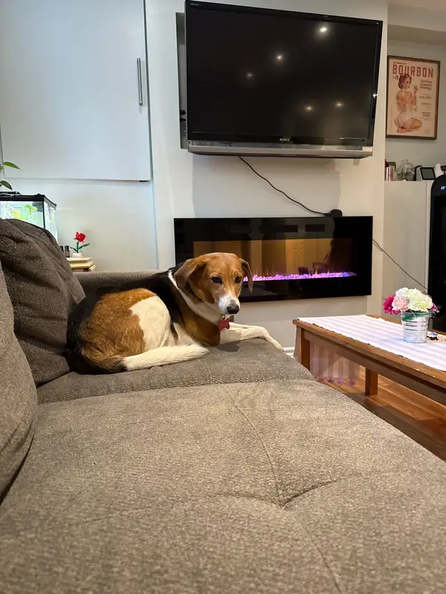 Northbound Paw Dog Boarding and daycare – Liverpool & Bayly Area - Photo 4