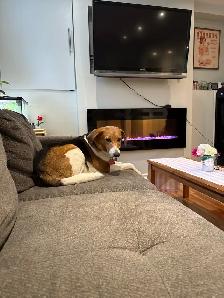 Northbound Paw Dog Boarding and daycare – Liverpool & Bayly Area - Photo 4