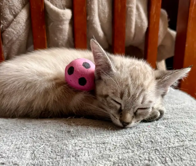 Highland Lynx Kitten  – Purebred Female, last one available!
