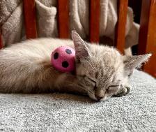 Highland Lynx Kitten  – Purebred Female, last one available!