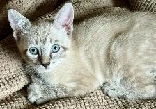 Highland Lynx Kitten  – Purebred Female, last one available! - Photo 2
