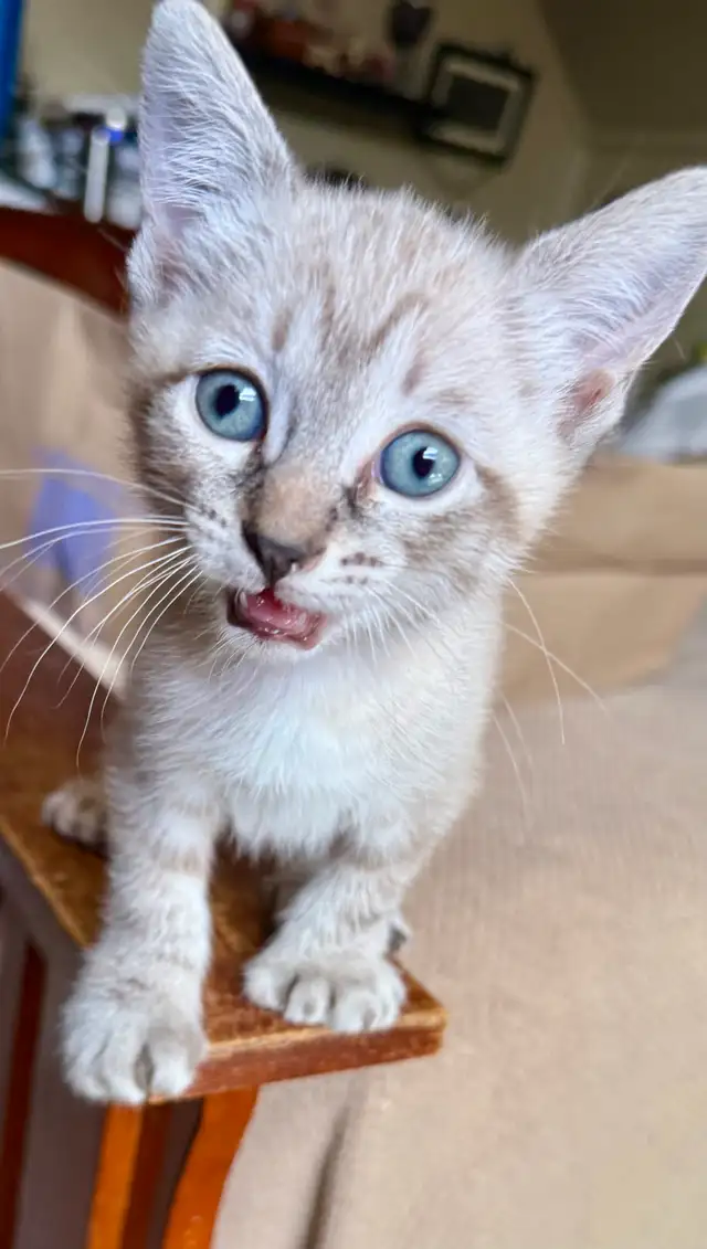 Highland Lynx Kitten  – Purebred Female, last one available! - Photo 4