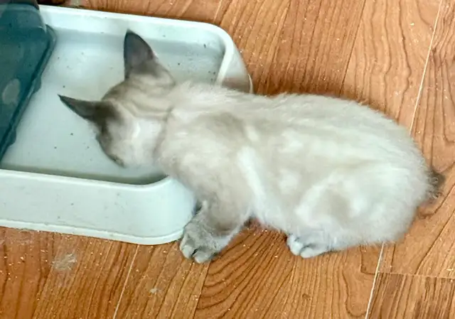 Highland Lynx Kitten  – Purebred Female, last one available! - Photo 6