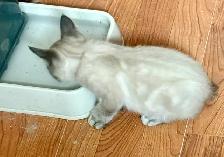 Highland Lynx Kitten  – Purebred Female, last one available! - Photo 6