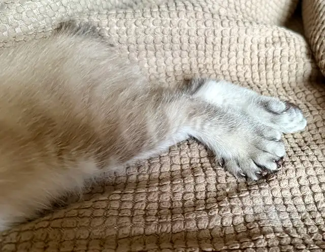 Highland Lynx Kitten  – Purebred Female, last one available! - Photo 7