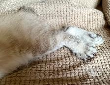 Highland Lynx Kitten  – Purebred Female, last one available! - Photo 7