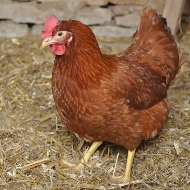 Poules pondeuses