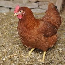 Poules pondeuses