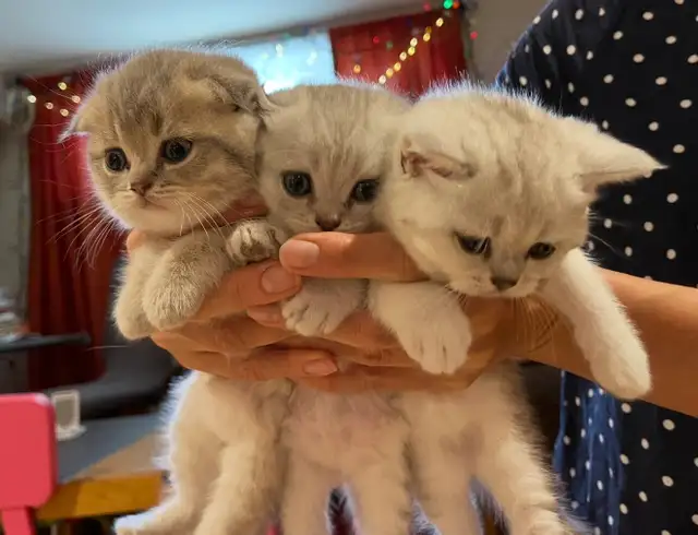 ❤️❤️Cute Purebred British/Scottish shorthair kittens