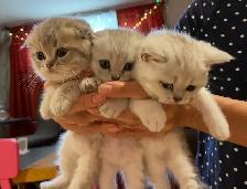 ❤️❤️Cute Purebred British/Scottish shorthair kittens
